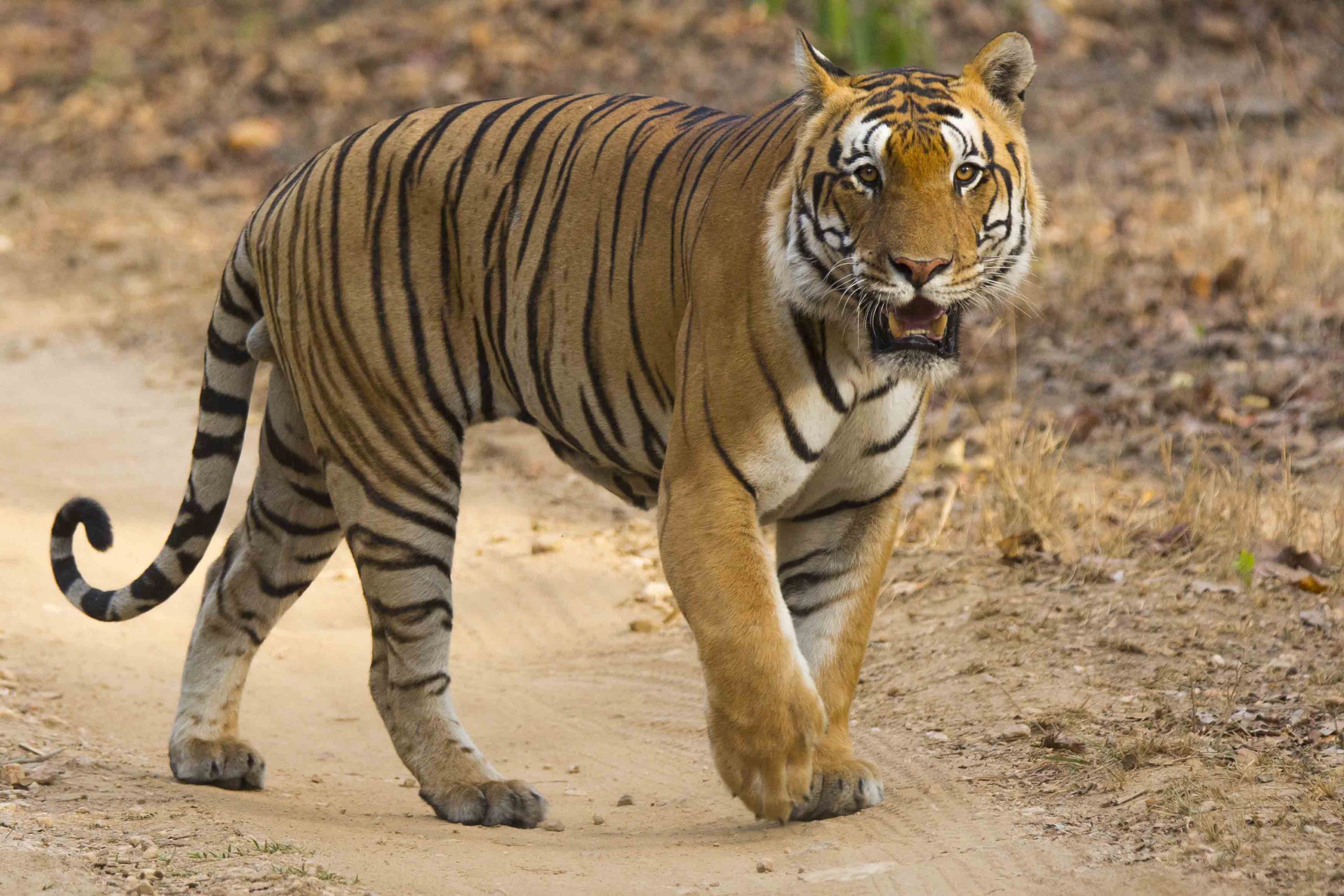 bandhavgarh-img